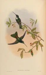 Bourcieria insectivora = Coeligena torquata torquata